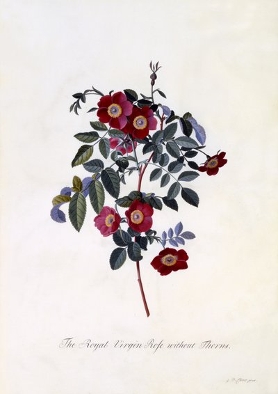 La rosa vergine reale senza spine, c.1745 da Georg Dionysius Ehret